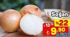 SOĞAN KG SOĞAN KG